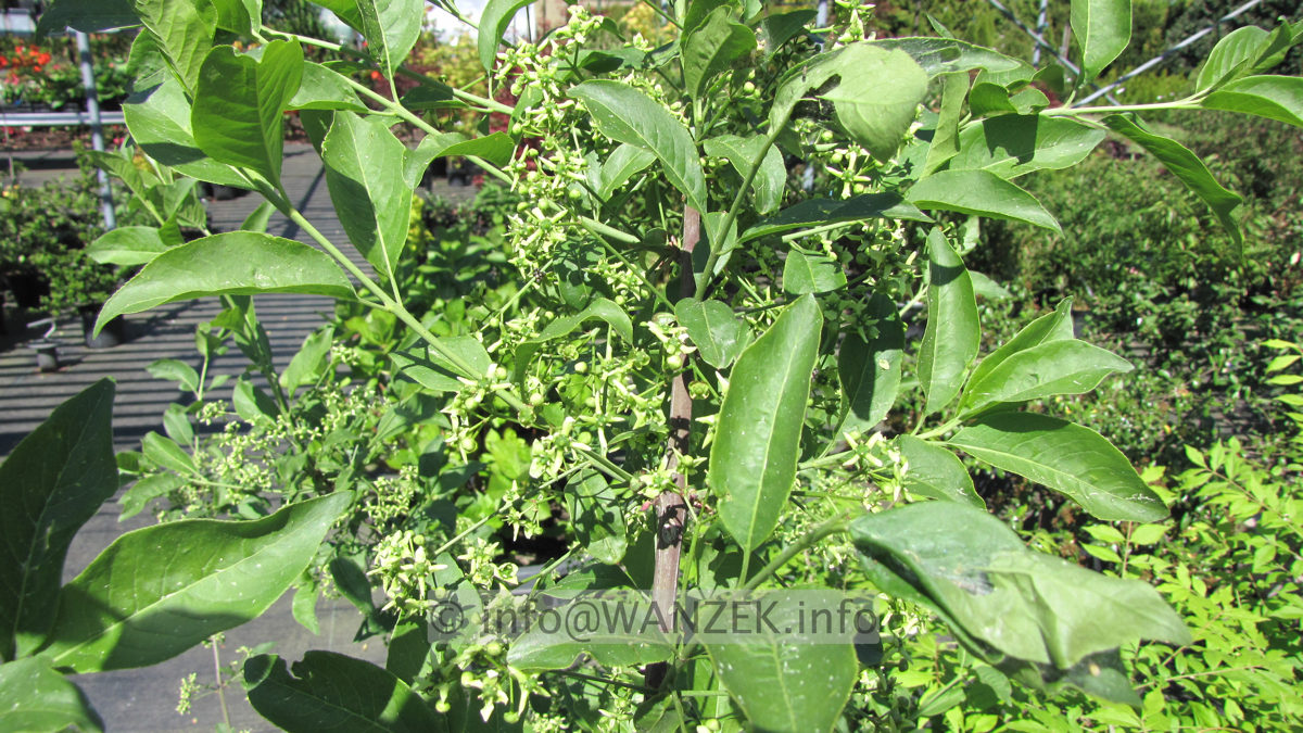 Euonymus intermedia Red Cascade - Blueten.JPG